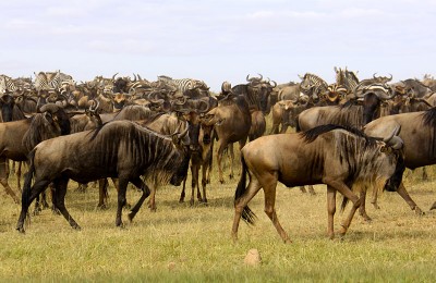 Capture the spectacle of 2 million wildebeest and zebra migrating across the Mara Plains in the Masai Mara National Reserve.