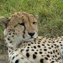 Cheetahs are incredibly fast runners, we were lucky to spot this young male on a game drive enjoying an afternoon nap in the Serengeti National Park in Tanzania.