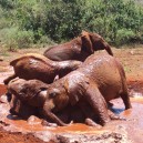 David Sheldrick elephant orphanage next to Nairobi National Park is the perfect way to spend a morning while on a school trip to East Africa