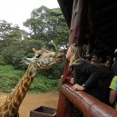 You cannot travel to East Africa on a student trip and not give a giraffe a kiss! A visit to the Nairobi Giraffe Centre is fun and educational.