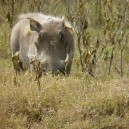 Warthogs may not be prettiest African animal we will spot on a safari in Kenya but they sure are entertaining