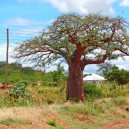 The iconic Baobab tree is very important to African culture, not only does it provide shelter and food but is also used for communication.