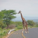 Giving way to a giraffe crossing the road near Amboseli NP in Kenya on our African self drive safari