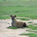 This young hyena posed beautifully for his picture. See lots of young furry baby's while on a safari holiday to Africa