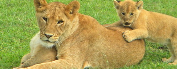 Mum keeping busy with her cubs in the Masai Mara, Kenya